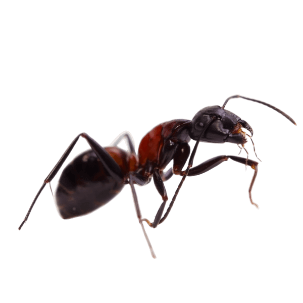 Pests: an ant looking right