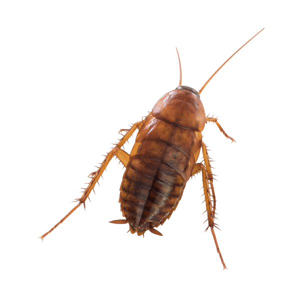 Pest control service showing a cockroach looking right