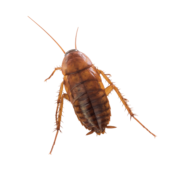 Pest Wizards cockroach - facing left
