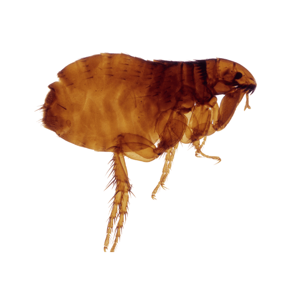 Pest: a flea jumping