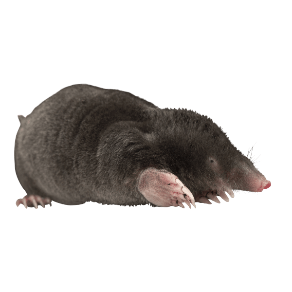 Pest prevention image - a mole with a transparent background