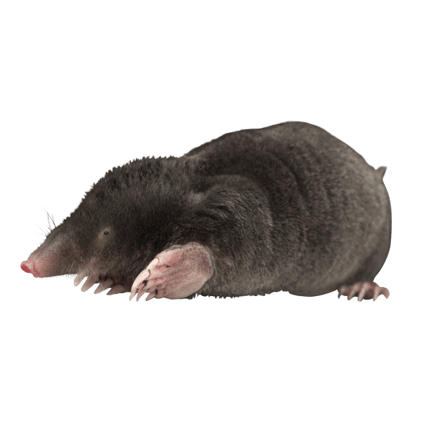 A black mole looking left