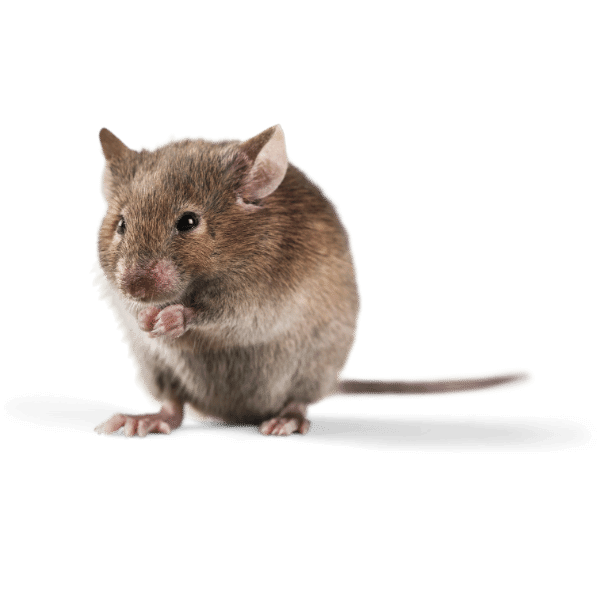 Pest control mouse removal service showing a mouse looking left