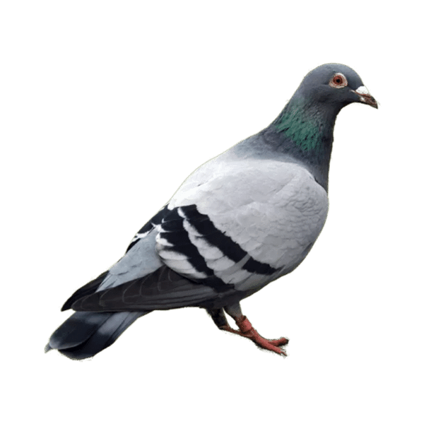 Pest control service showing a pigeon looking right