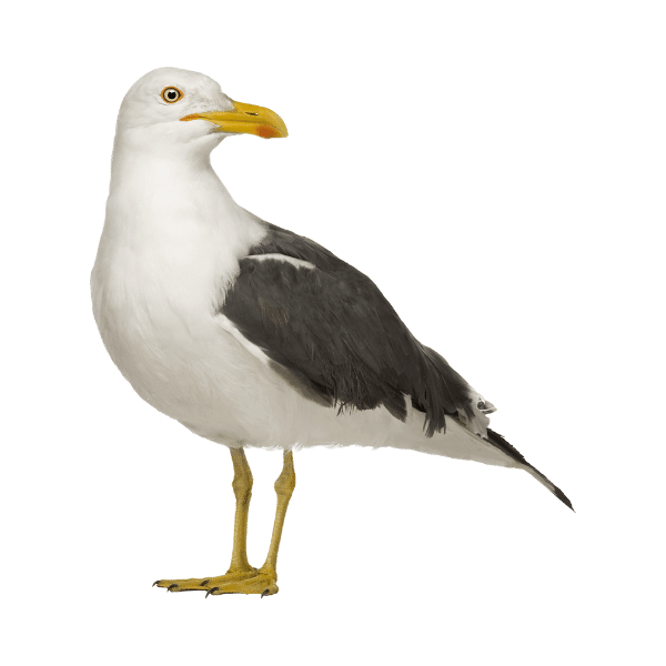 Pest control service showing a seagull looking right