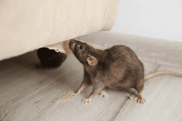 Pest control service showing a rat looking under a sofa