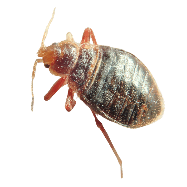 A bed Bug with a flesh coloured face and dark body