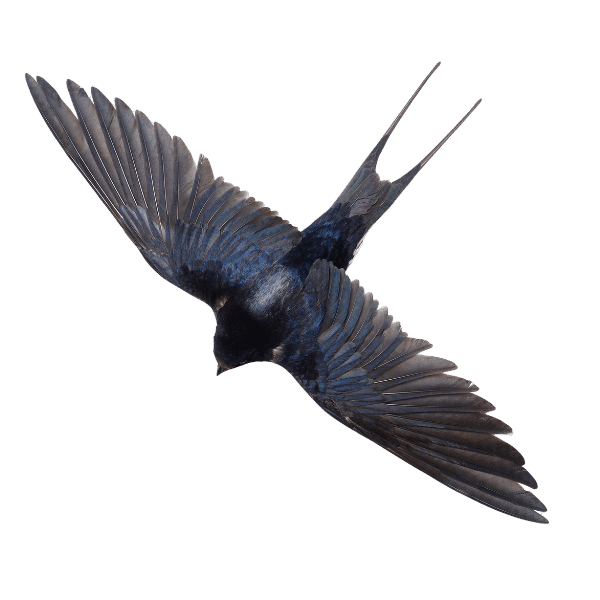 A black bird, wings outstretched soaring downwards