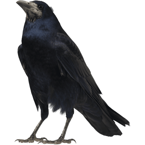 A black crow looking to the left