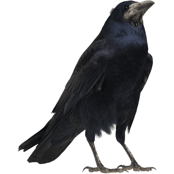 A black crow looking to the right