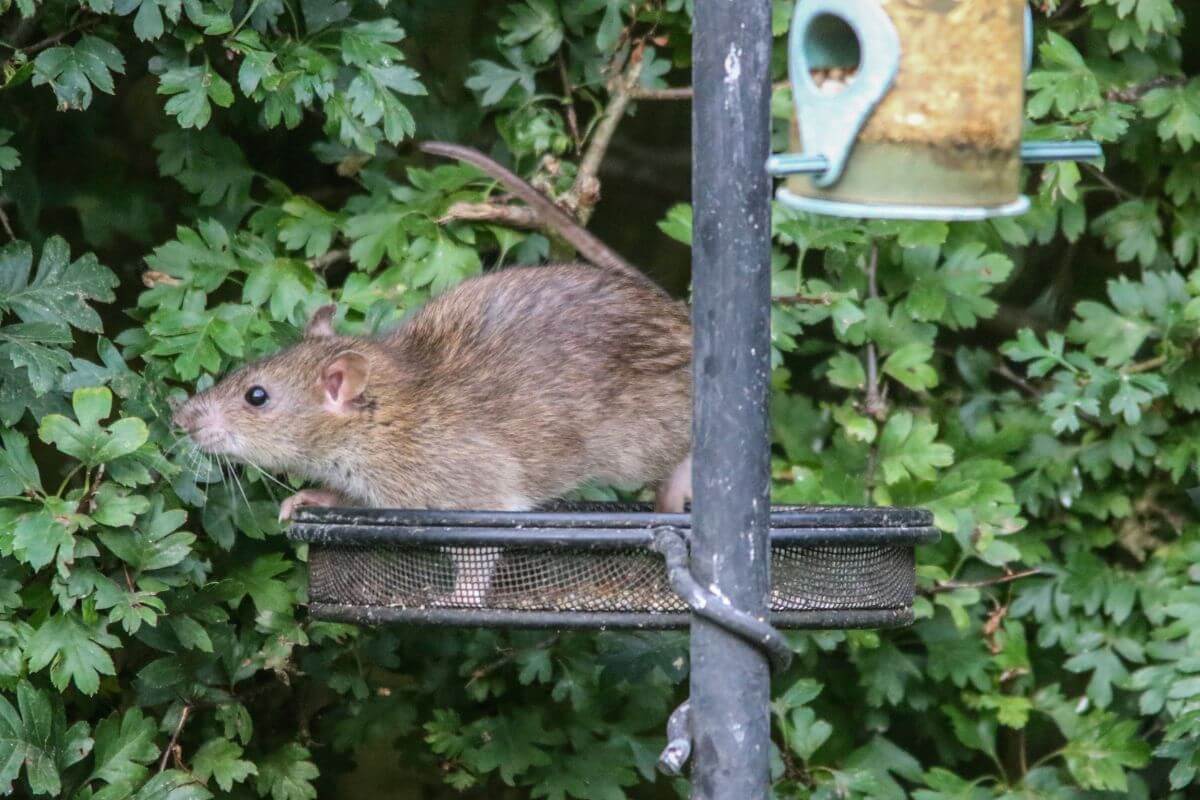 rats in the garden climbing up a bird feeder