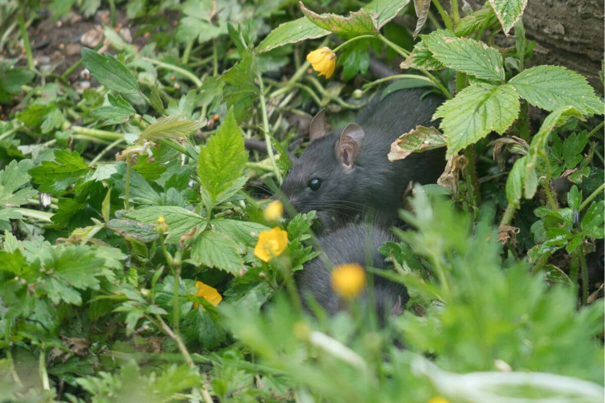 rats in the garden rummaging around in the undergrowth