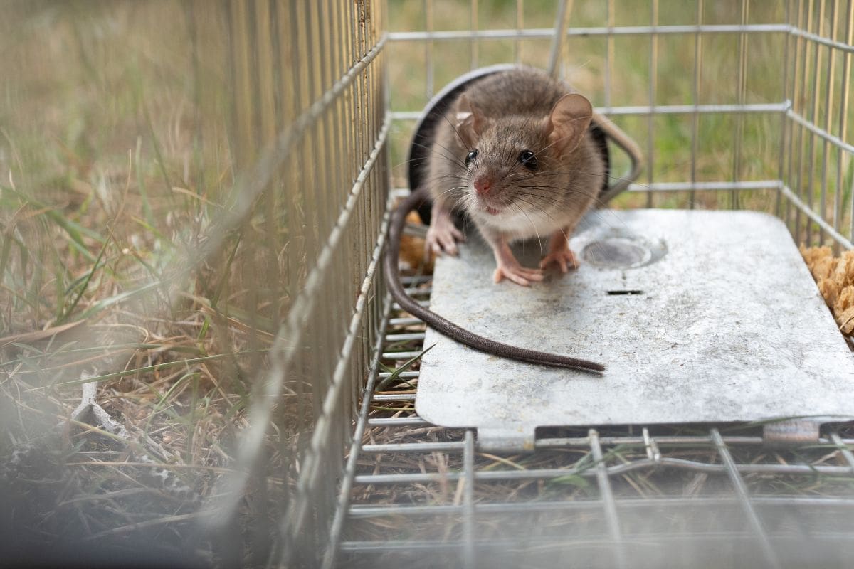 A rat in a live rat trap