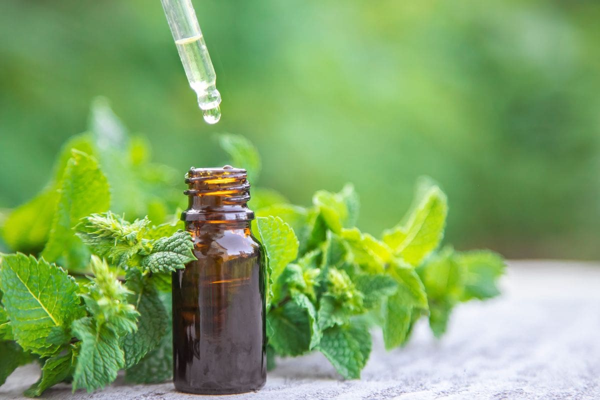 rat-deterrent-a bottle-of-mint-oil