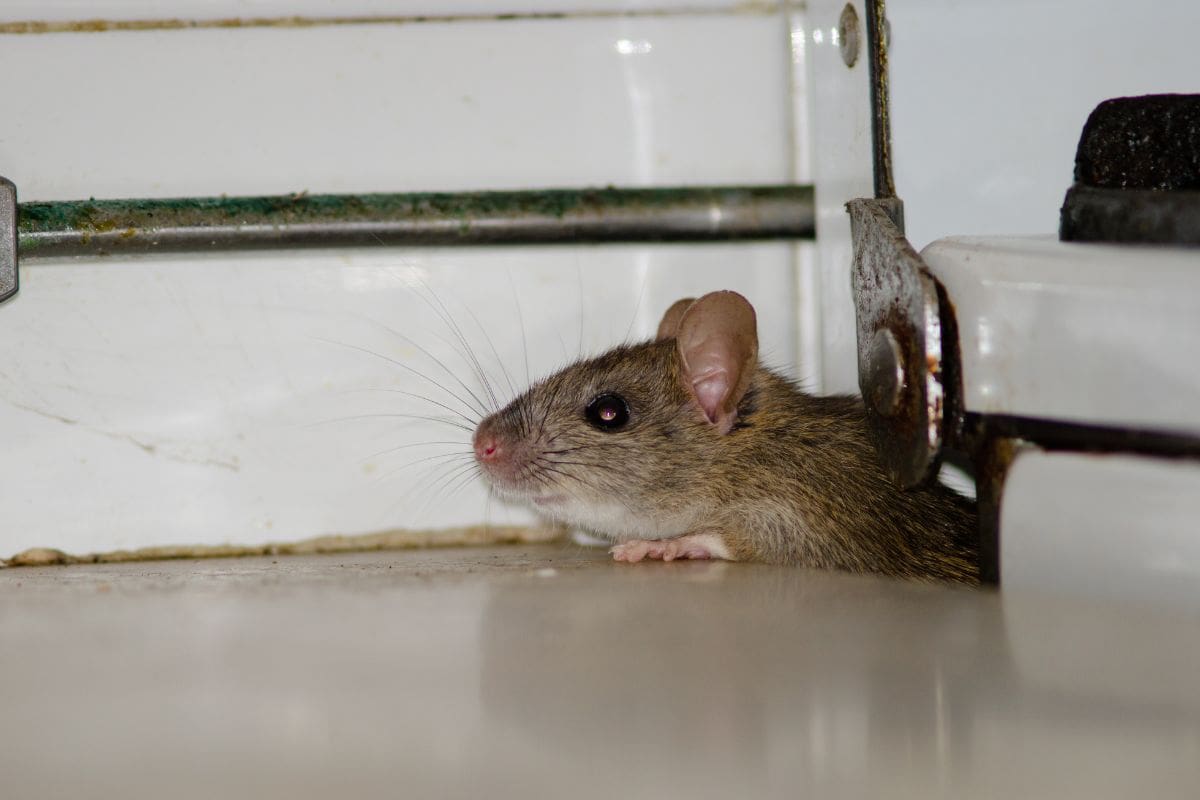 rat poking it's head up through a gap in the floor